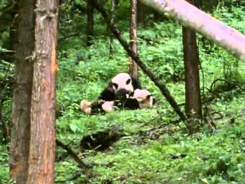 Pandas of the Sleeping Dragon