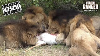 Male Lions Destroy Male Impala (4K Video)