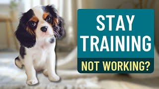 Cavalier Puppy Stay Training: What to Do When It’s Not Working