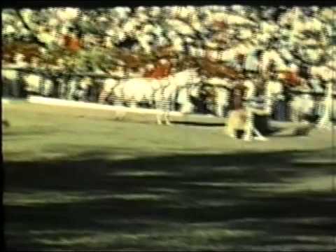Harry & Snowman (Clip 'The Cinderrella Horse')