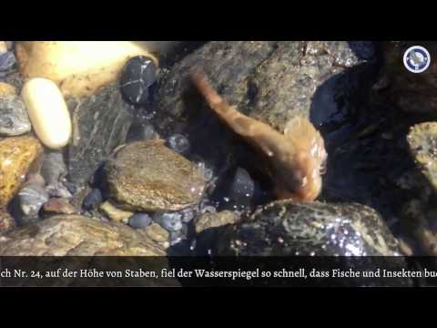 Schwallbetrieb an der Etsch 24