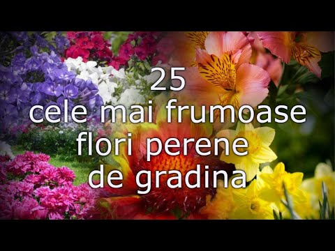 25 cele mai frumoase flori perene de gradina