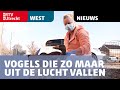 Vogels die zo maar uit de lucht vallen: de dierenambulance is er druk mee [RTV Utrecht]