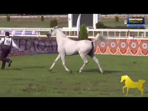 Roma 2014 - Promo video