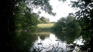 The forgotten Lake, ducks, moor hens ,coots