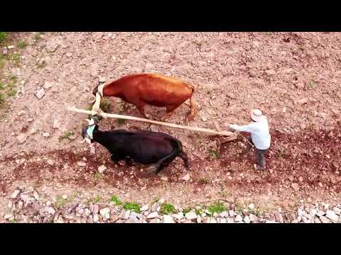 Arando la Tierra, Lucio y Tomás Pacheco - Recordé tu nombre.
