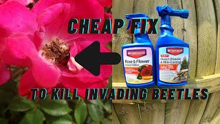 How to get rid of Japanese beetles on roses/ cheap and easy fix