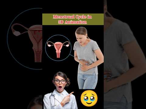 Menstrual Cycle in 3D Animation #menstrualcycle #animation #medical