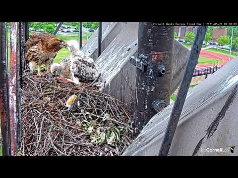 Robin Delivered To #CornellHawks Nest While Nestlings Have Breakfast – May 28, 2021
