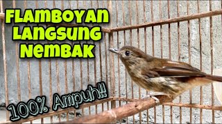 Download lagu Flamboyan Gacor Full Isian, Cocok Untuk Pancingan Flamboyan Bahan Agar Langsung Ikut Bunyi mp3