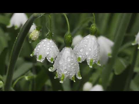 the most beautiful flowers collection for relaxation. amazing flowers. relaxing music.