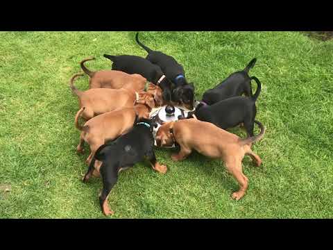 G-Wurf v. Kaiser Haus  30.06.2020