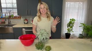 How to Water and Care for the Tillandsia Xerographica