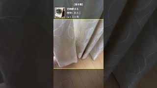 【癒し動画】消え猫【召喚獣はる短編】