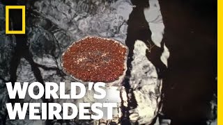 World's Weirdest - Fire Ants Make Living Raft