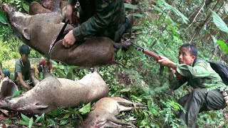 Hunting Wild Boars In The Mountains | Catch & Cook | Yos hav zoov tua npua teb