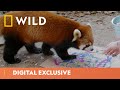 Red Panda Painters | Secrets of the Zoo | National Geographic Wild UK
