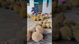 Download lagu Durian Mas Andri mp3