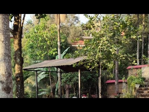 Plumas Ancianas atando hierbas del jardín