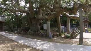 preview picture of video '神善寺　波崎の大タブ　　　　　Shinzenji Temple, Giant Machilus of Hasaki'