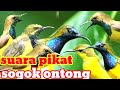 Satu Jam Suara Pikat Burung Sogok Ontong Ribut Paling Jernih Anti Zoonk