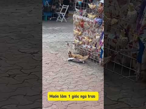 Buôn bán vất vả vậy đó #dogs #hashtags #doglover #cat