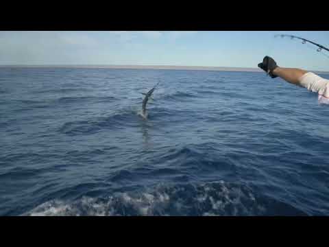Billfish tagging program - A Kurt Wilson Film