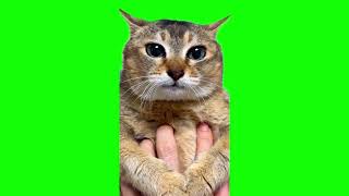 Tole tole cat (Mei Mei) green screen