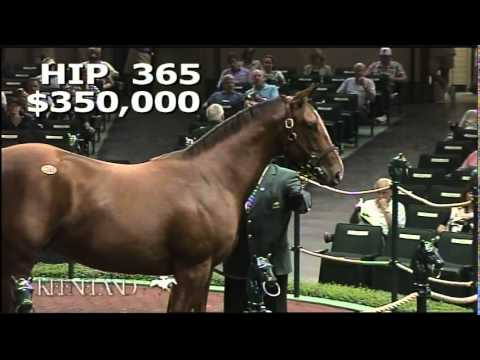 2013 September Yearling Sale, Hip 365 - Carpe Diem