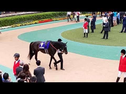 The 16 contenders for the GI 2019 Yasuda Kinen in the parade ring