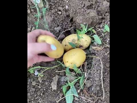 Kartoska cixarilmasi. #hashtag #home #keşfet #like #love #azerbaycan #flower #garden #handmade #me