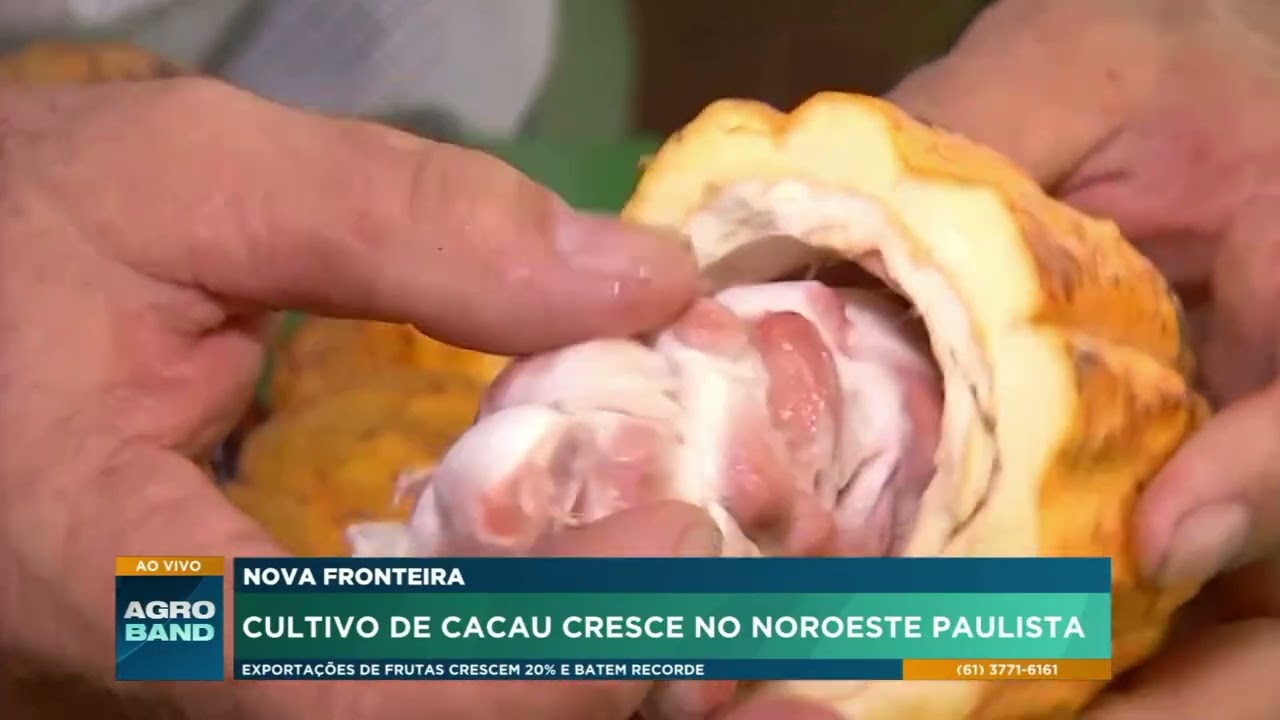 Cacau conquista o interior de São Paulo e abre nova fronteira agrícola