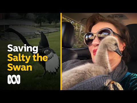 Rescued cygnet, Salty the Swan, leaves behind an empty nest ABC Australia