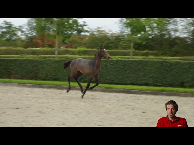 Don't Touch Donacolle Z