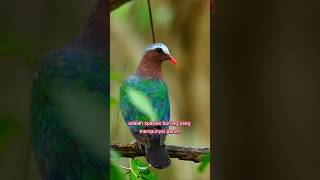 Download lagu Burung Punai Tanah atau Delimuk mp3