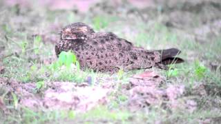 preview picture of video '26.9.13 Engoulevent nacunda (Chordeiles n. nacunda, Nacunda Nighthawk)'