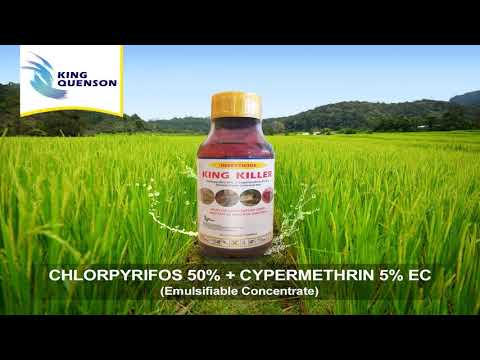 Hungama Chloropyriphos 50% EC Insecticide