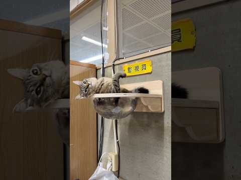 天空の城コテン #猫