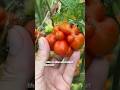 I grew the weirdest tomato ever...