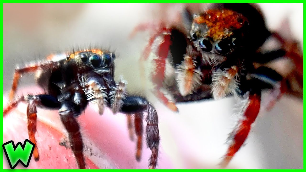 The Smartest Spider You've Never Heard Of- Whitman's Jumping Spider