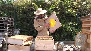 Beekeeping Guide: How To Add Clearing Boards To Your Hive