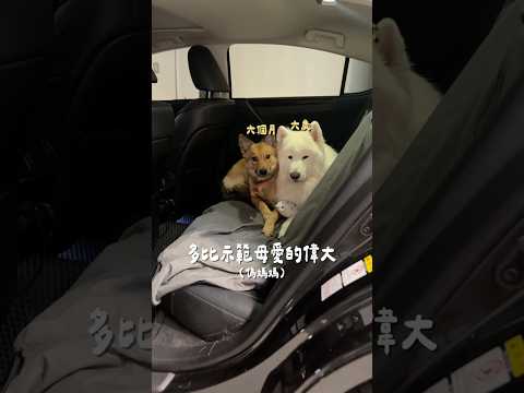母愛的偉大。#samoyeddobby #samoyed #samoyeddobby #薩摩耶多比 #薩摩耶 #狗狗 #毛孩 #pets #dog