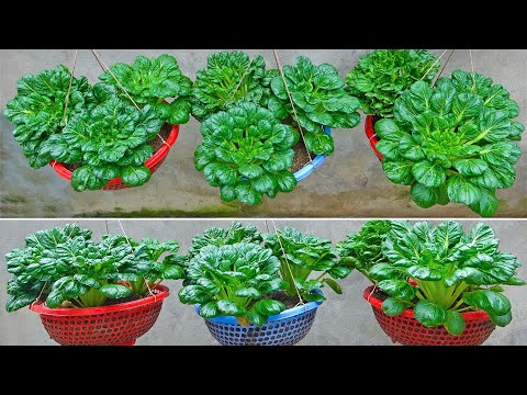 No need for a garden, how I grow vegetables to eat all year round without spending money