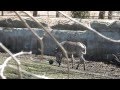 Zebra Plays With Ball At Detroit Zoo By Llabmik Productions