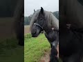 Horses Meeting Shire Very Big
