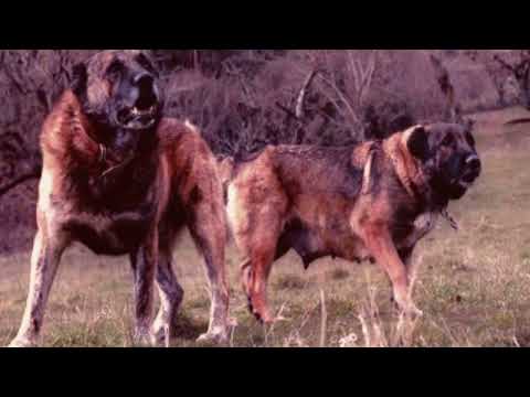 Molossus Of Epirus | Facts, History & Characteristics