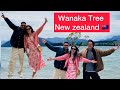 south island trip day2 wanaka tree ​⁠@paulshahnp family roshani shah vlog