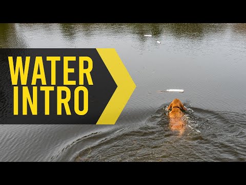 Water Introduction - Gun Dog Retriever Training