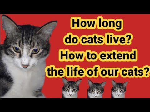 How long do cats live? How to extend the life of our cats?