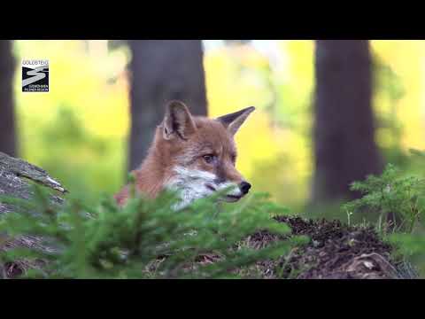 Goldsteig Tschechien - Präsentationsvideo
